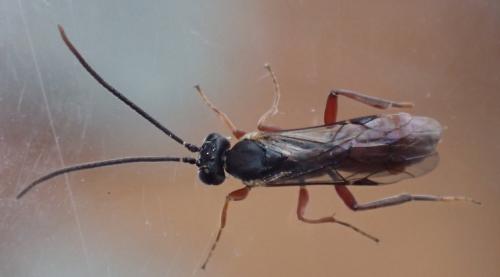 Sphecophaga vesparum